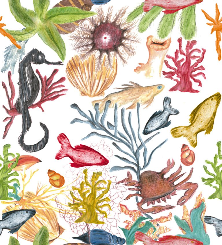 Rapport Fundo do Mar Color Original