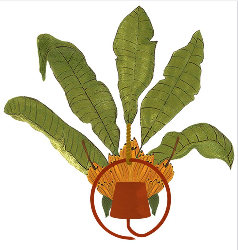 Montagem-Desenho-Bananeiira--10-x-10-Sem-Fundo